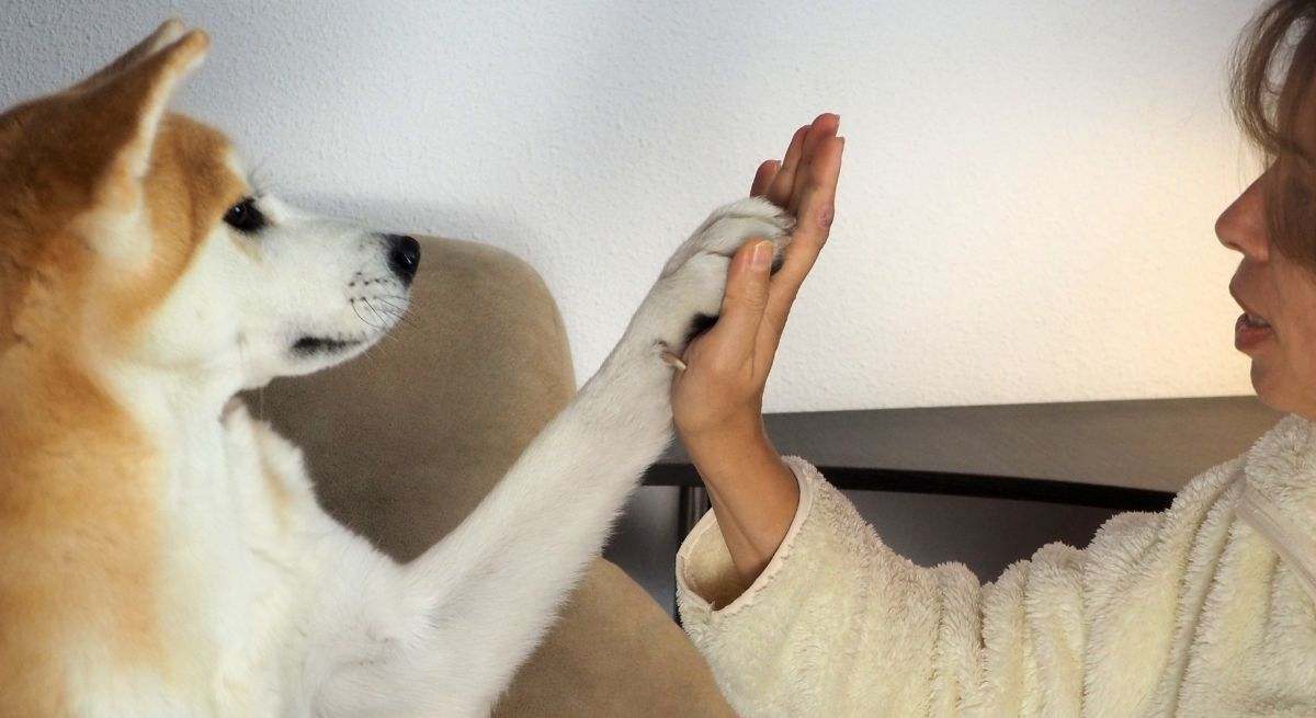 Perro y ser humano