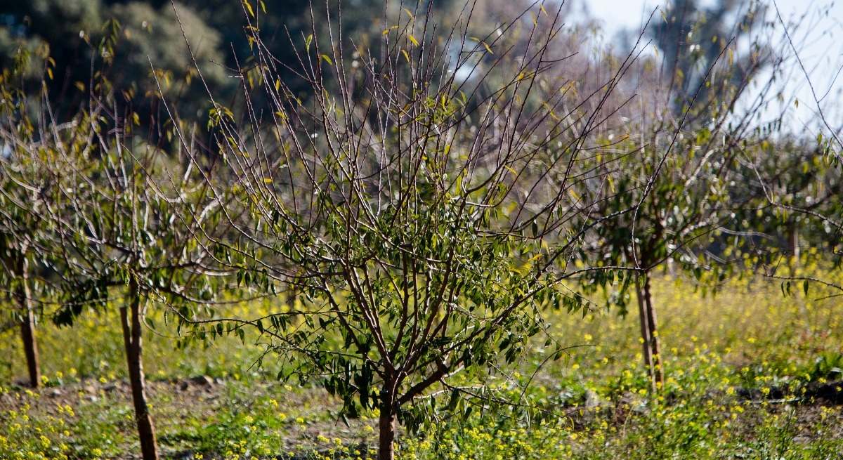 Nueva plantación de almendros en Andalucía. Fernando Ruso