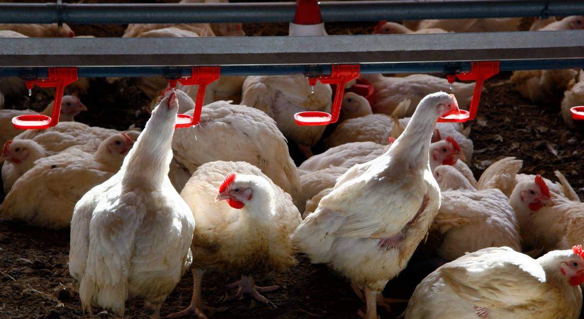 EuropaPress_4694522_gallinas_granja-1.jpg