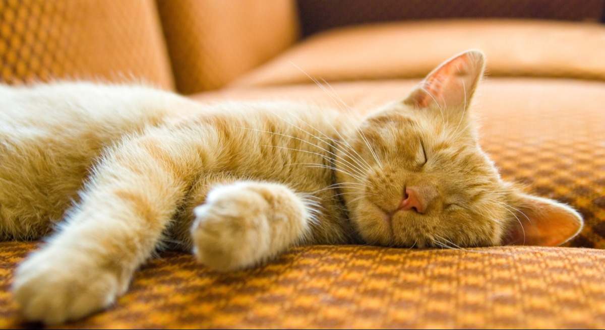 gato-tumbado
