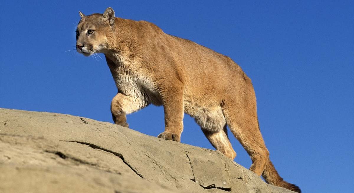Un puma / EP