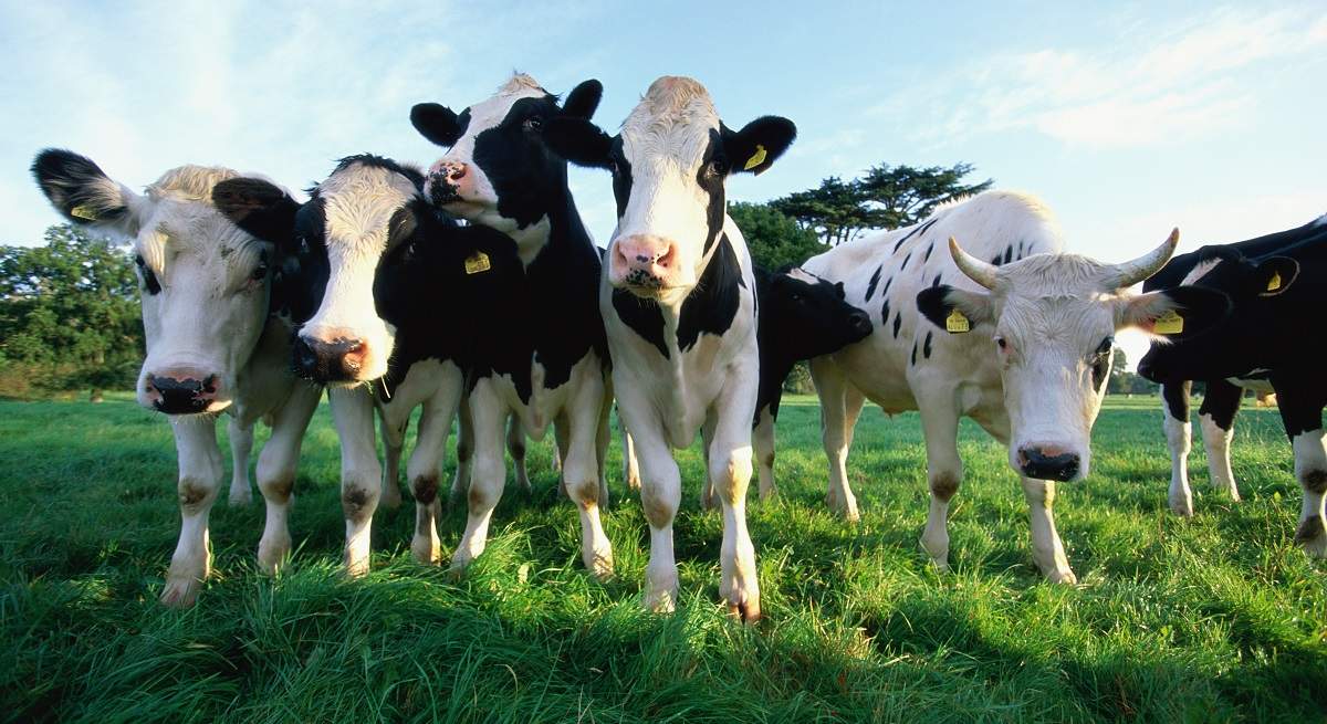 vacas.jpg