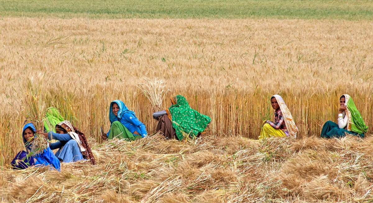 trigo-India-alamy.jpg
