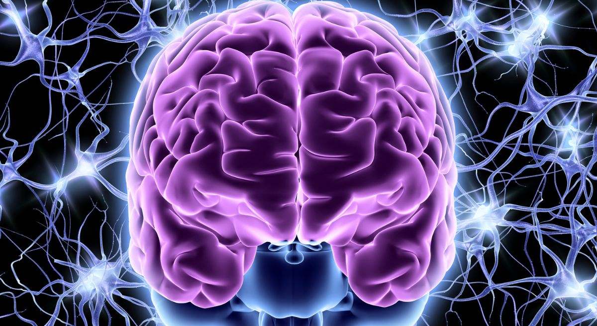 El cerebro es la estructura principal responsable de la coordinación y del control del organismo