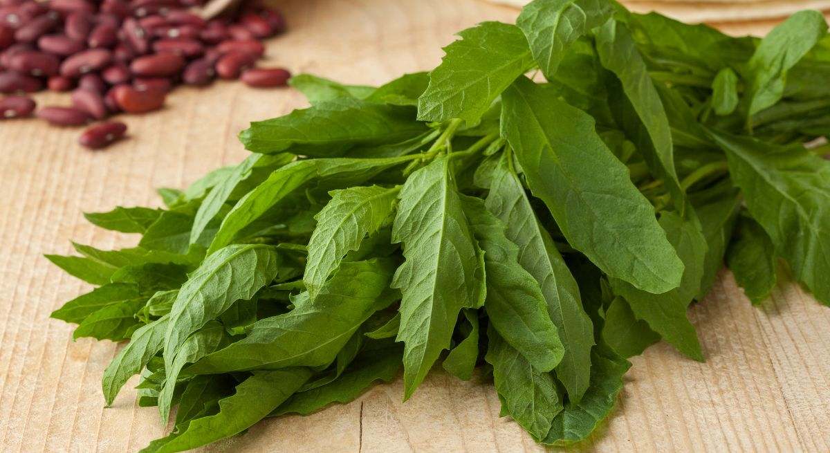 Epazote hierba medicinal