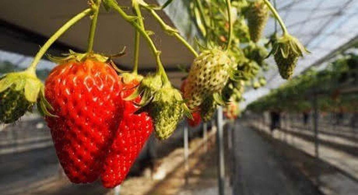 fresas