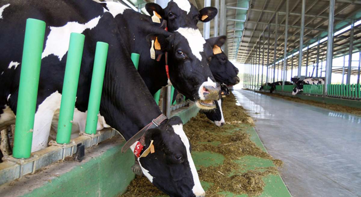 Vacas de una granja gallega.