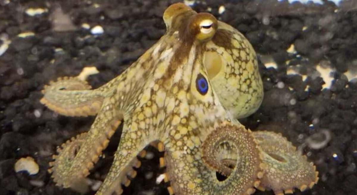 Imagen de recurso de un pulpo.
