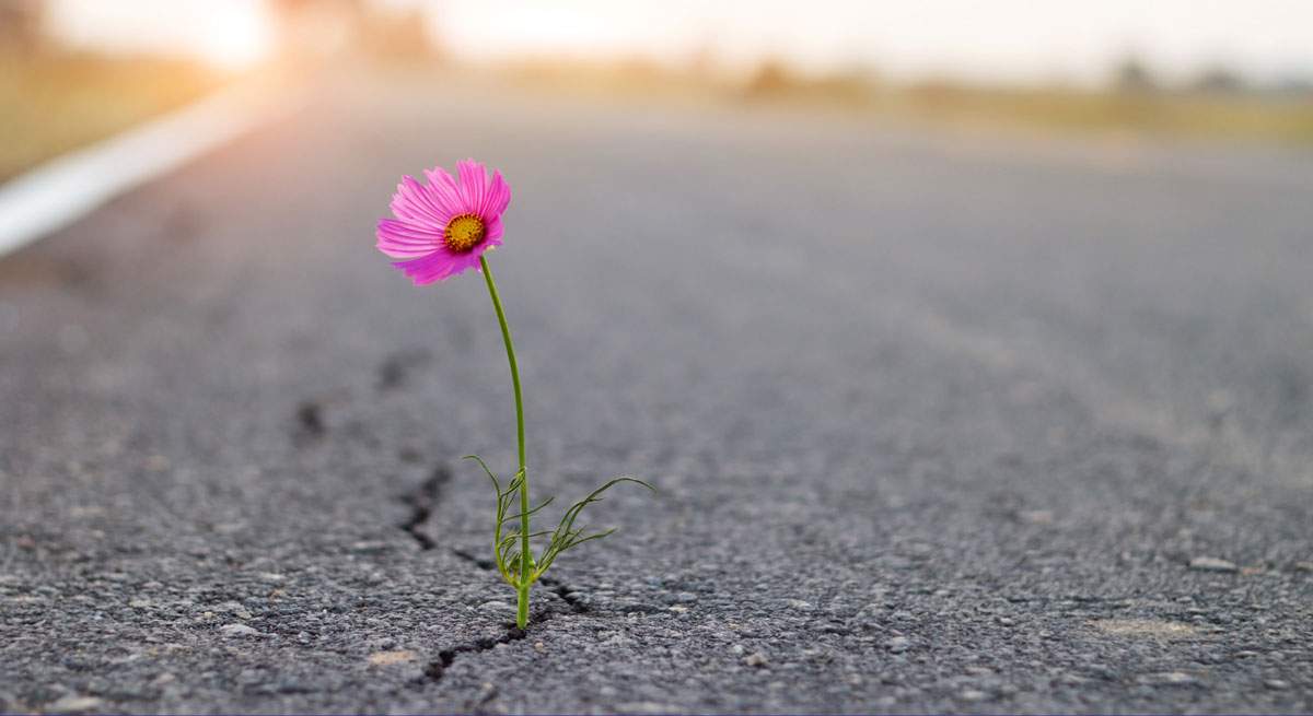 Flor-istock-1200.jpg