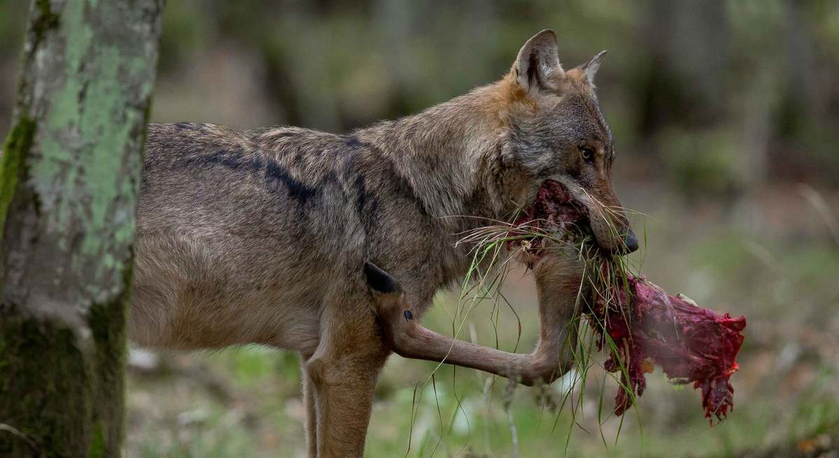 Lobo ibérico en Galicia