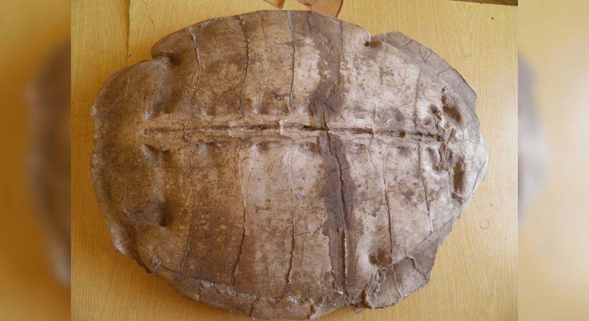 Caparazón de 'Syriemys lelunensis'. / Foto: EP