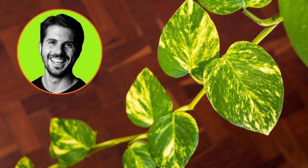 planta-canva