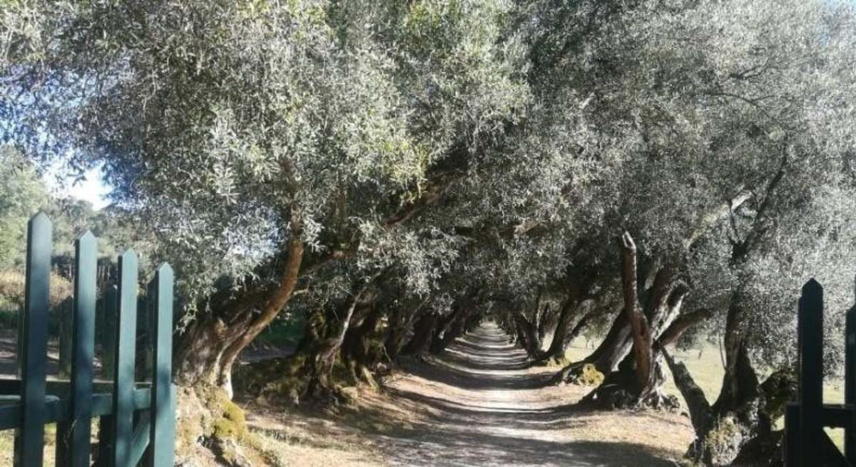 Olivos en Ourense