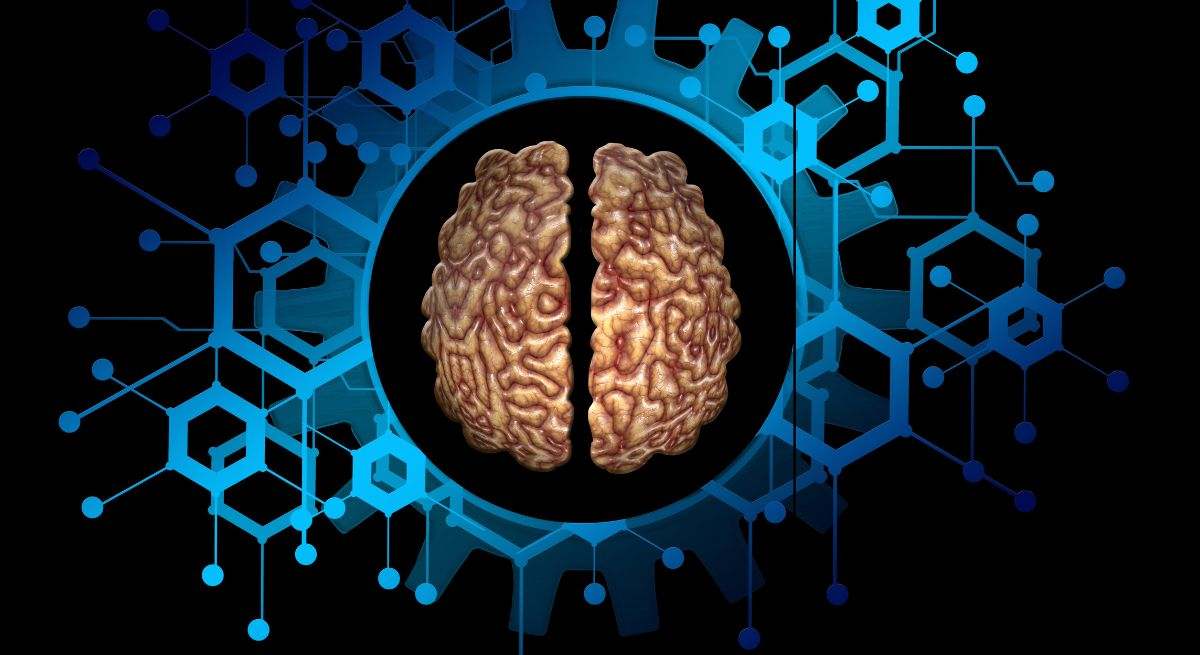 El cerebro es un órgano complejo y vital dentro del cuerpo humano