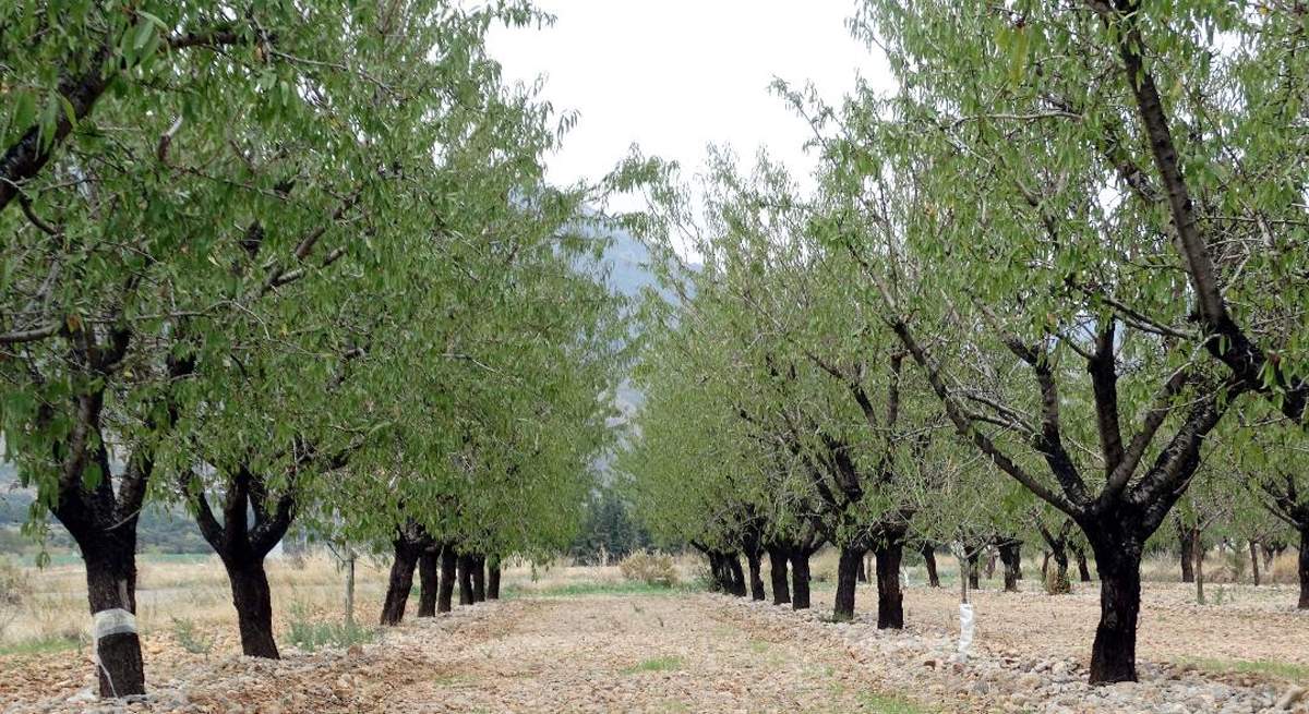 agricultura
