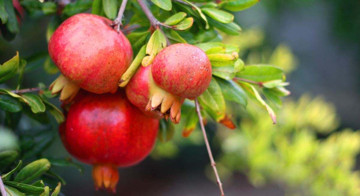 El granado es un árbol muy adaptable y resistente