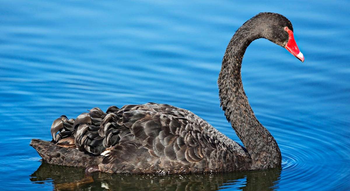 cisne-negro-alamy