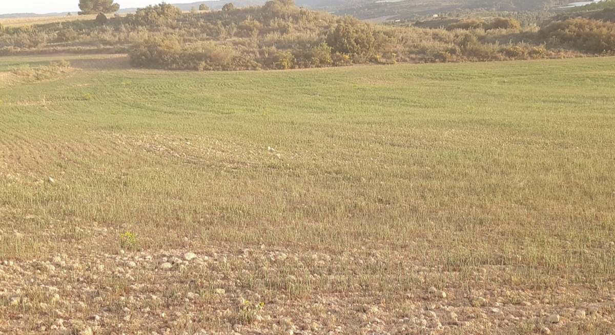 campos cereal tardío