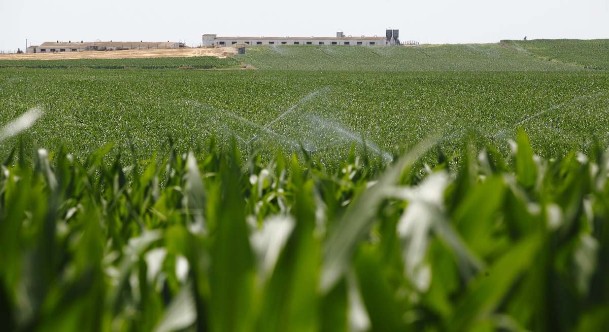 agricultura