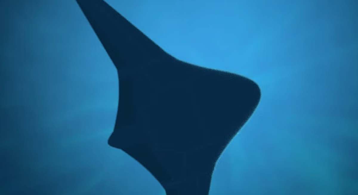 el nuevo manta raya