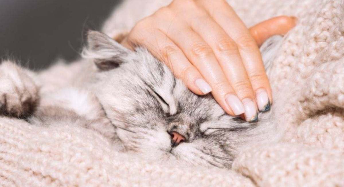 Un gato duerme en los brazos de su cuidadora. / Foto: Dreamstime