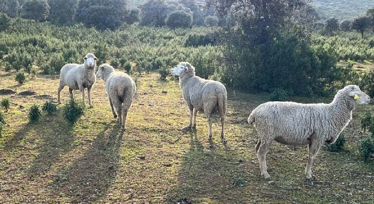 Ganado ovino. Apag Extremadura Asaja