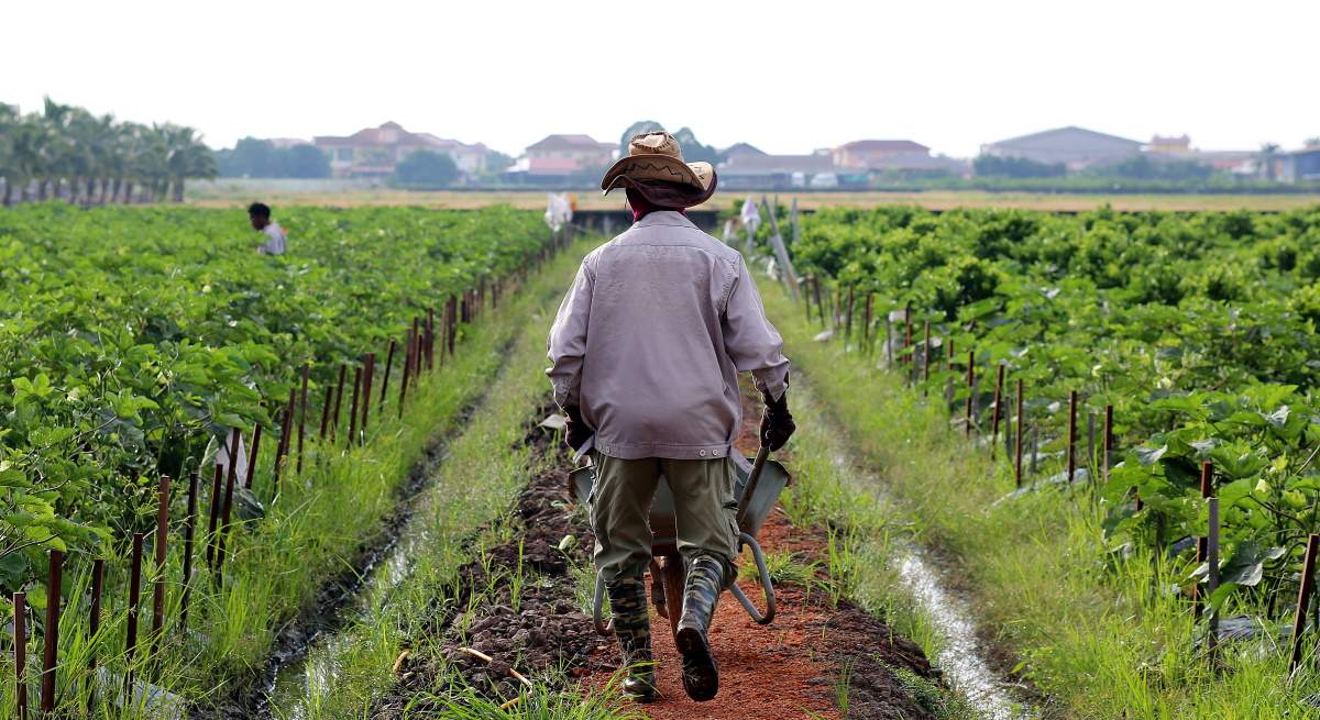 trabajador-campo-istock.jpg
