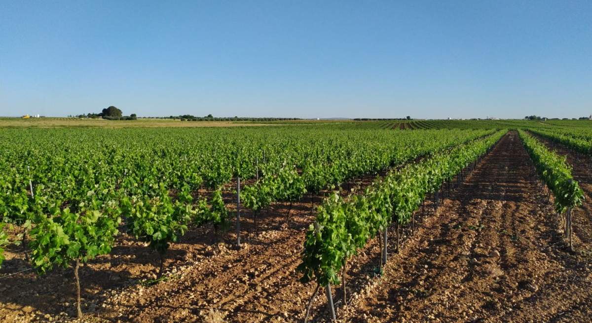 vinedos-efe.jpg
