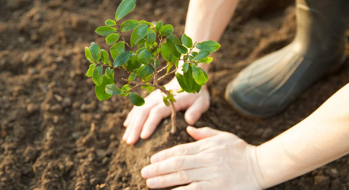 plantar_un_arbol_cofidis.jpg