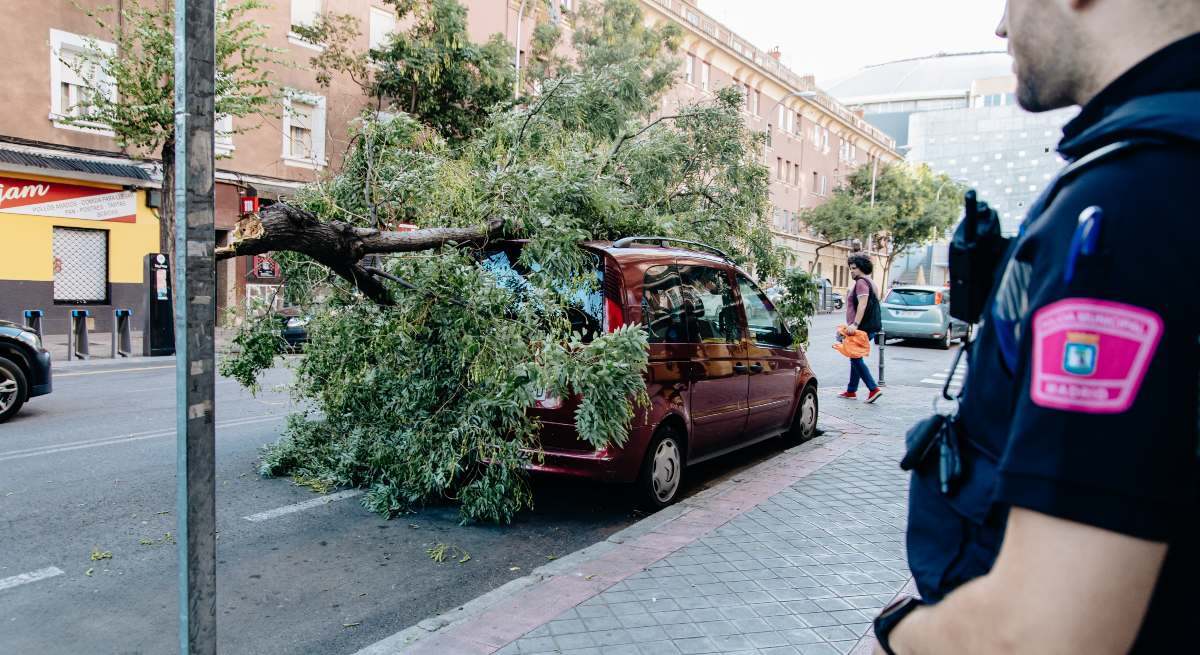 arbol caido coche
