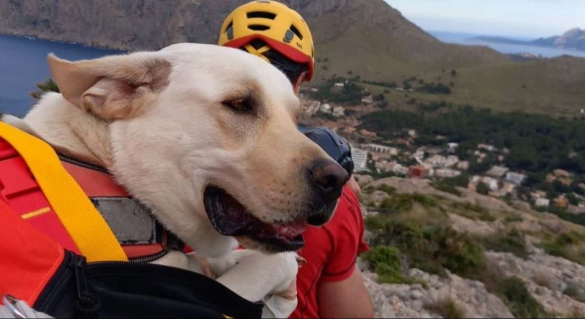 Perro labrador.