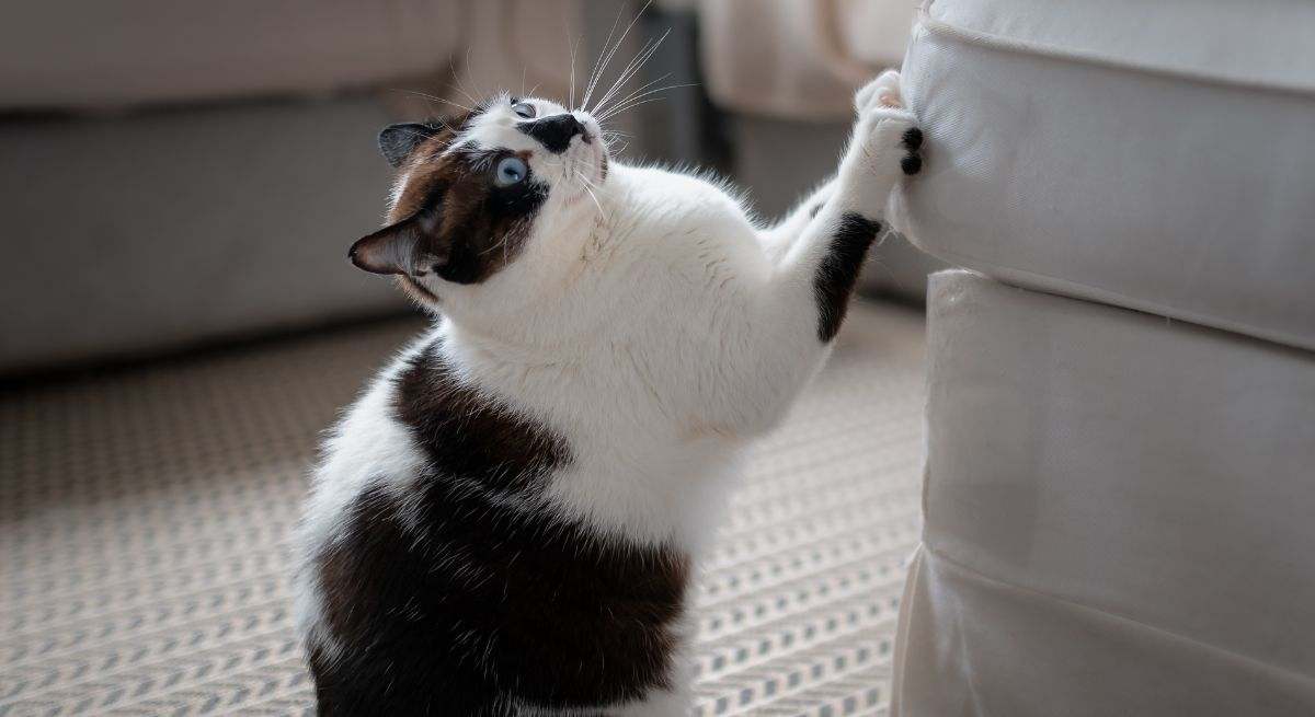 Un gato doméstico rasca el sofá del salón. / Foto: iStock