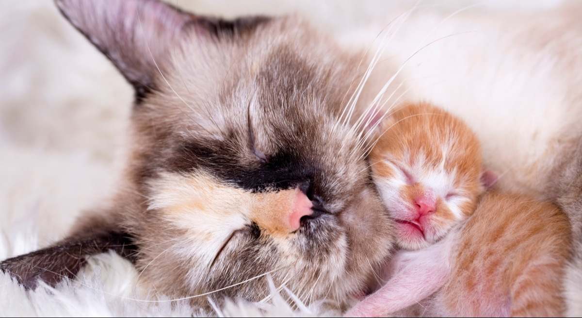 Si tu gato hace alguna de estas cosas es porque piensa que tú eres su madre.