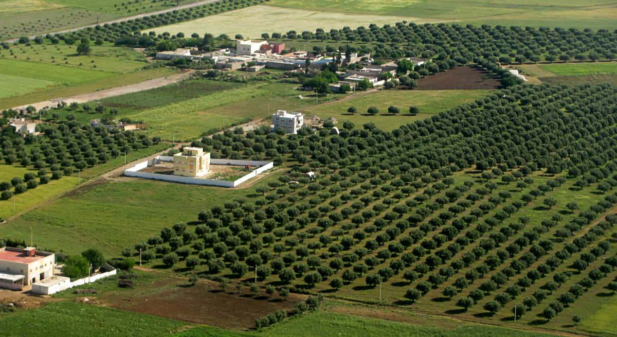 campo-olivos-Marruecos-cosecha
