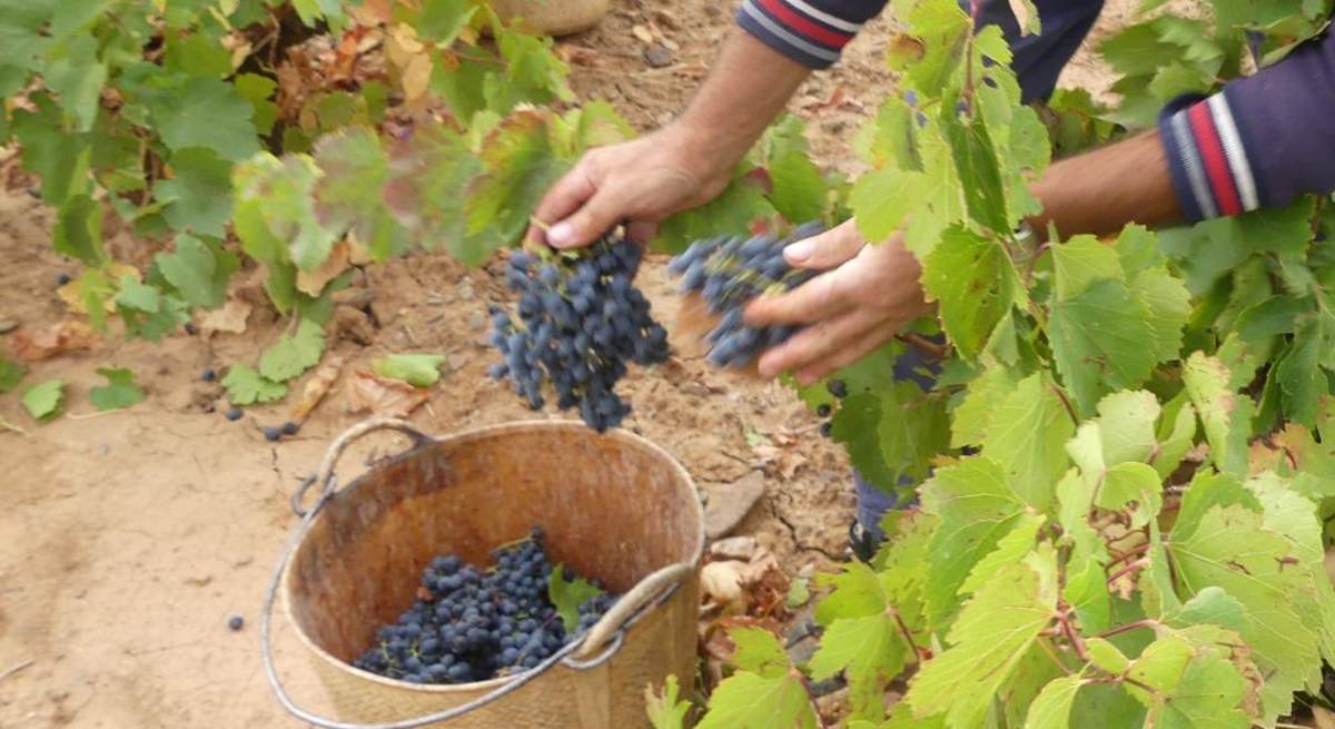 uvas