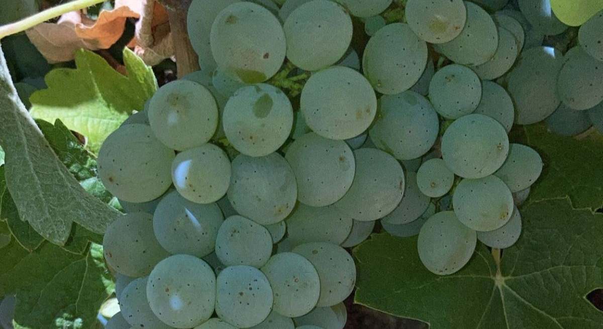 Uva godello