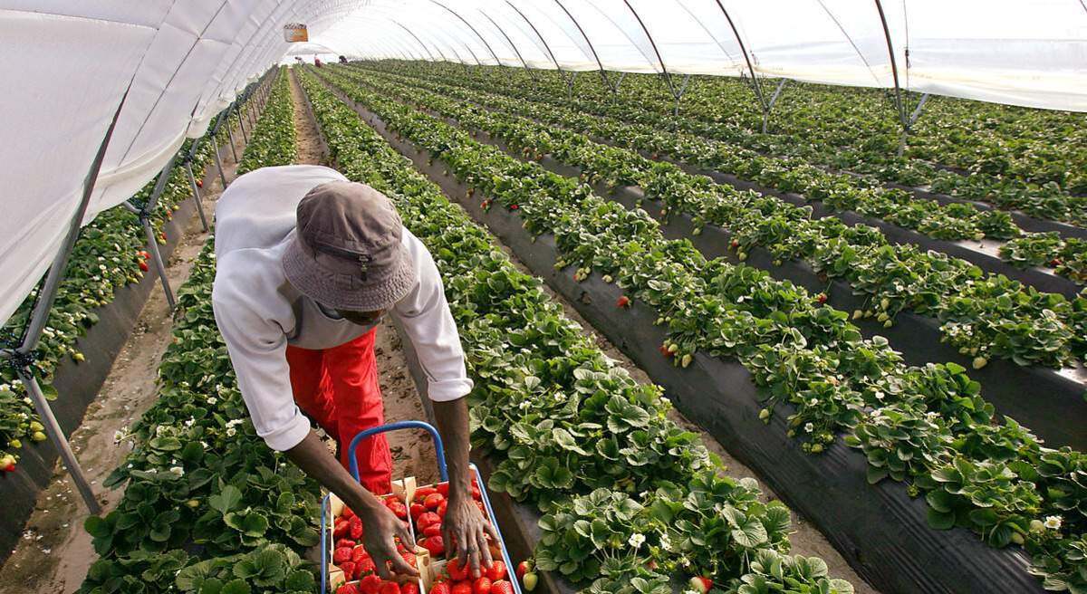 1200x655_inmigrante-campo(1).jpg