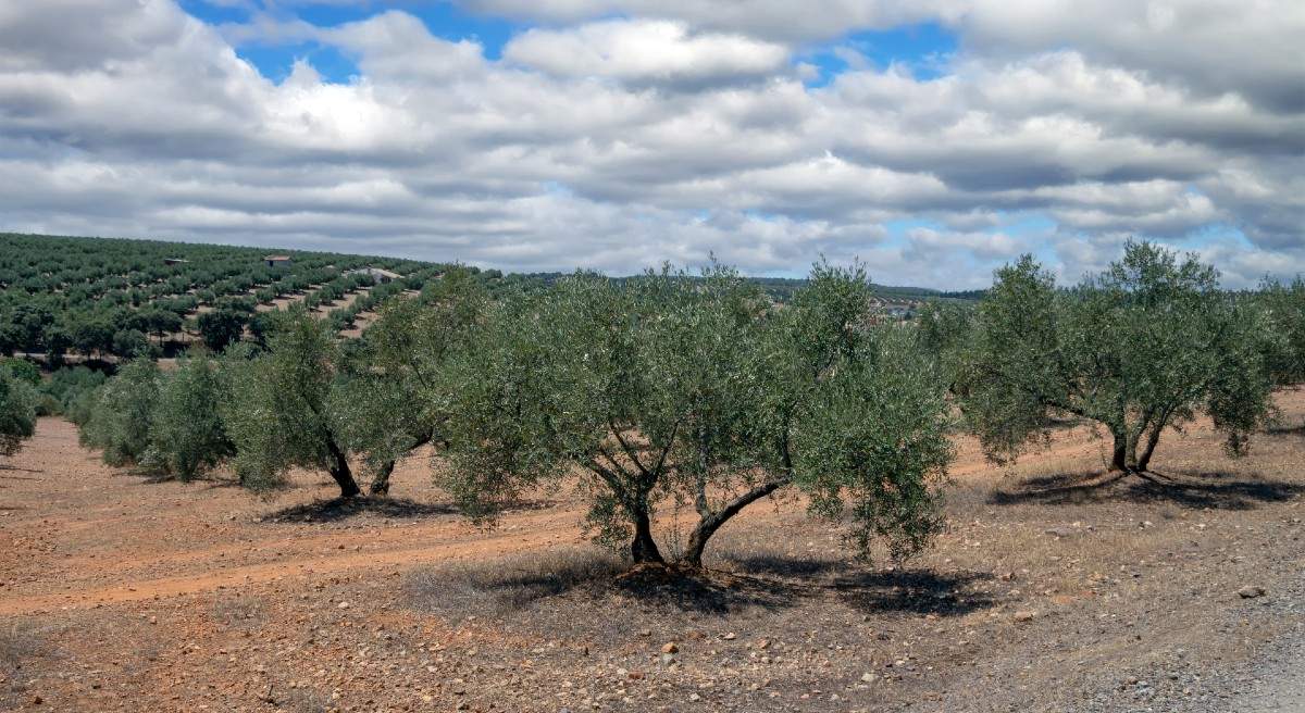olivares-jaen-istock.jpg