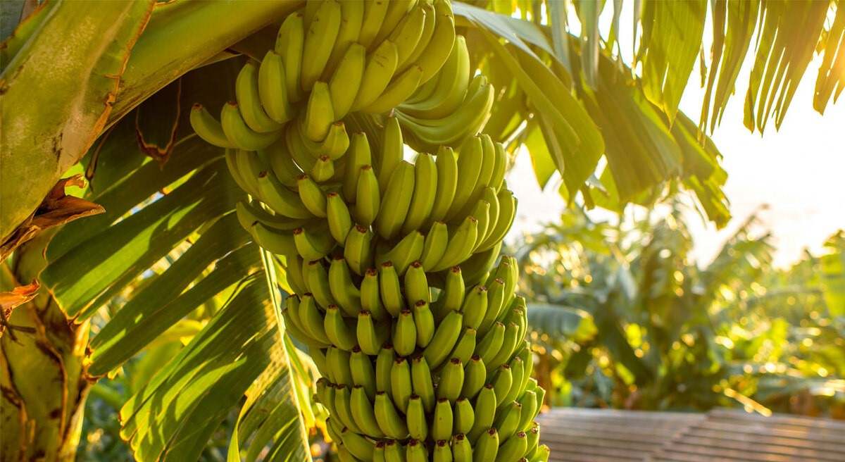 Platanera-1250x7501).jpg