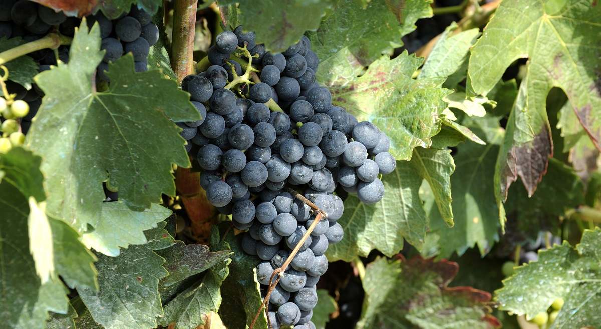 uvas-rioja-web-1200.jpg