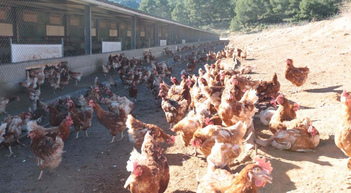 Gallinas-1200.jpg