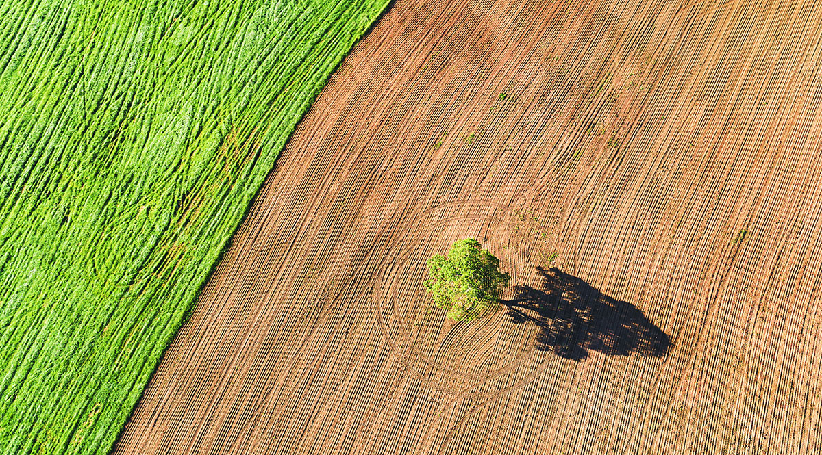 verde-y-marron-1200-istock.jpg
