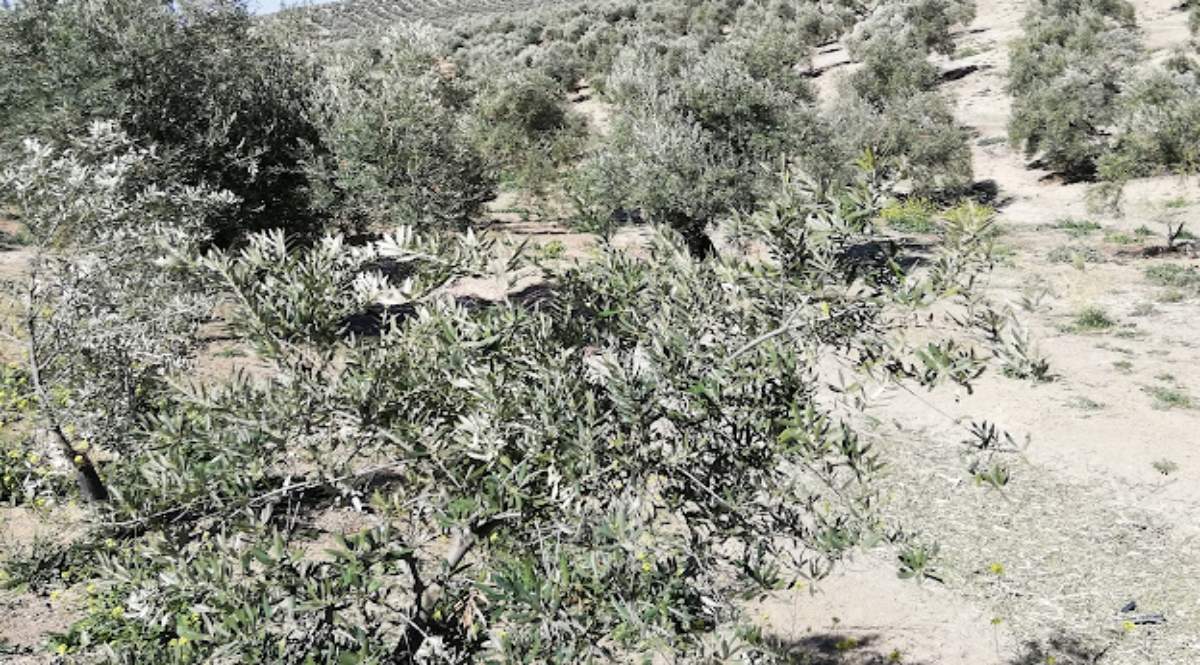 olivar1.jpg
