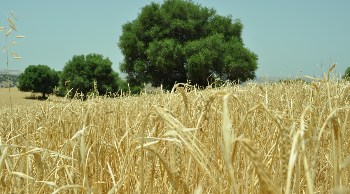 Cultivo-de-cereal-en-la-provincia-de-Cadiz.jpg