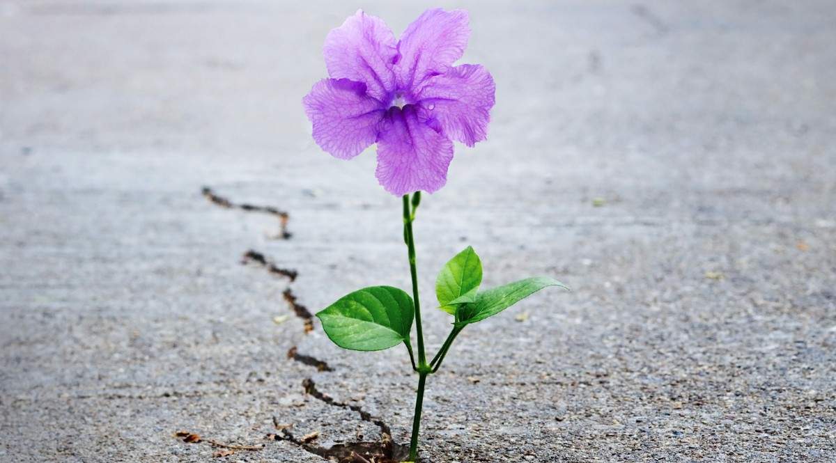 florecer.jpg