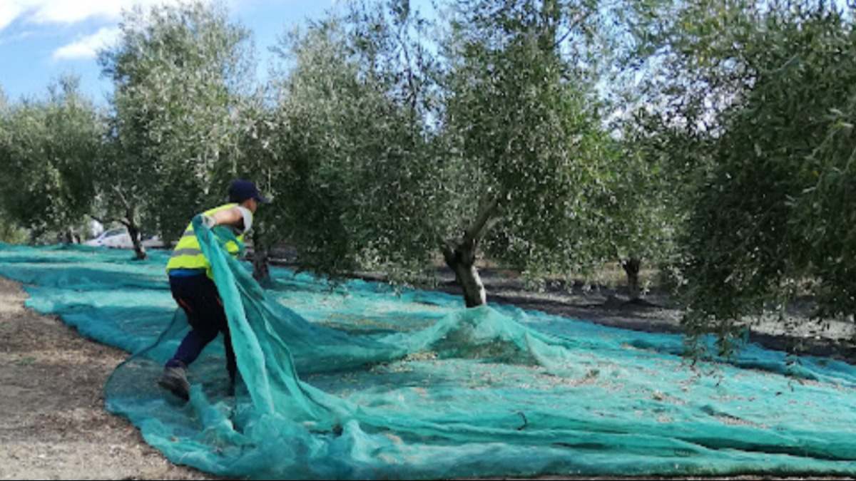 recogida-de-aceituna