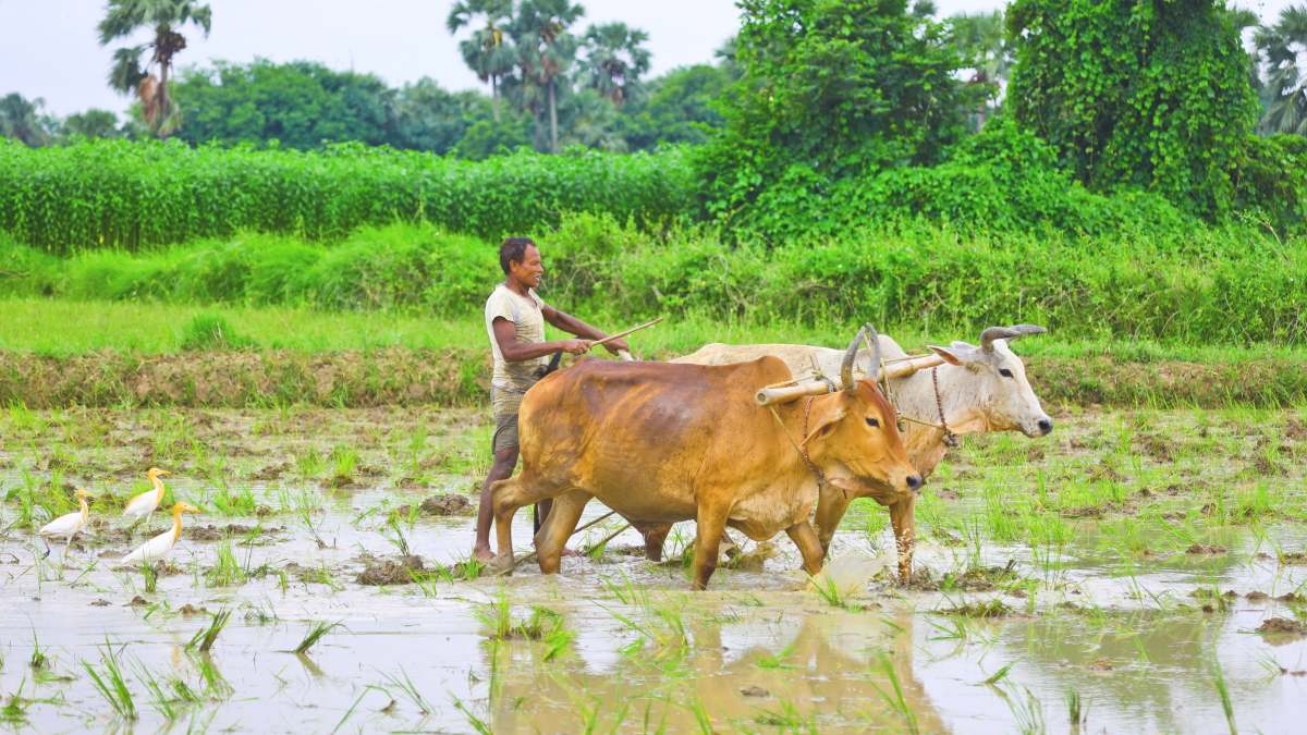 Bueyes arroz India agricultura