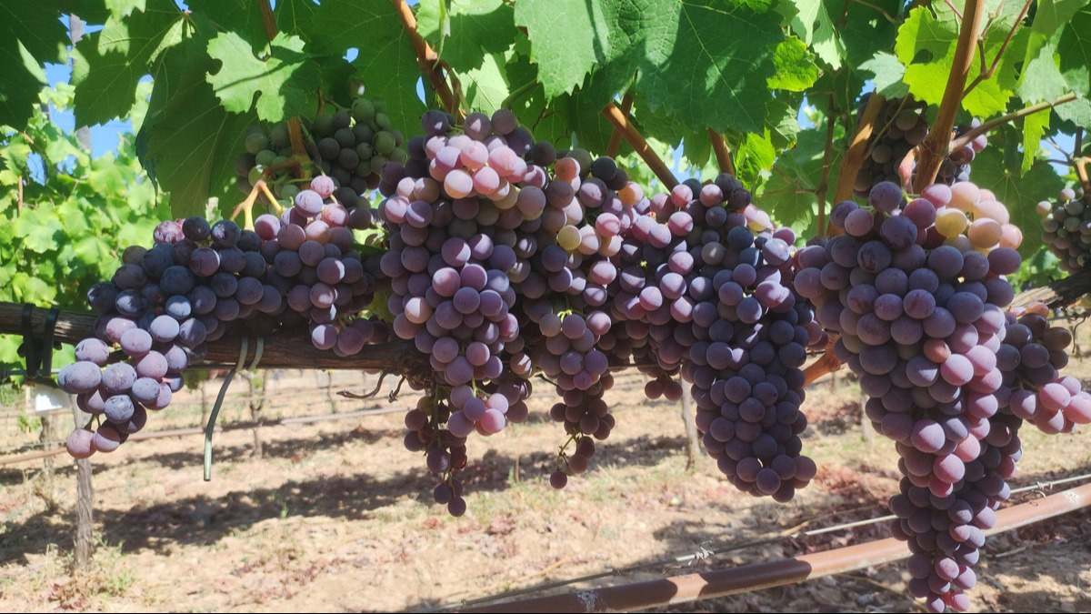 vinoayudas