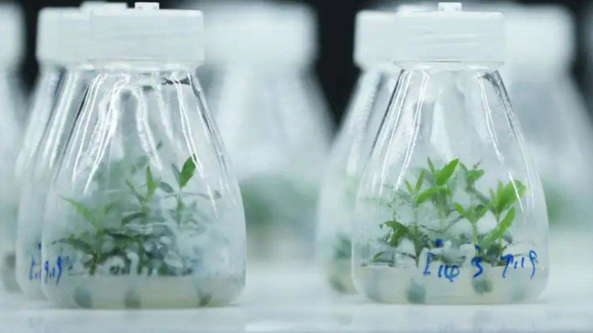 La impresionante agricultura del futuro: semillas de olivo mutadas en el espacio germinan en la Tierra