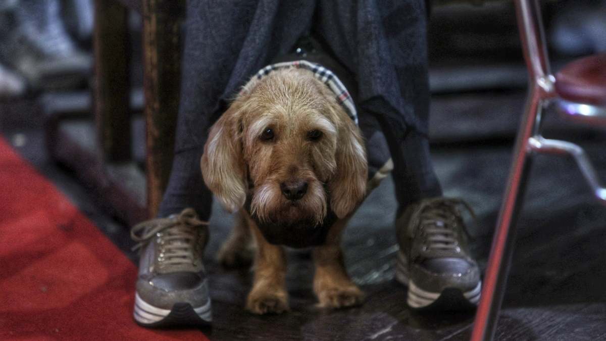 Imagen de archivo de un perro en la festividad de San Antón.